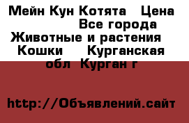 Мейн Кун Котята › Цена ­ 15 000 - Все города Животные и растения » Кошки   . Курганская обл.,Курган г.